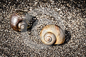 Sea shells on the beach. Close-up view of snail shells. Calm background