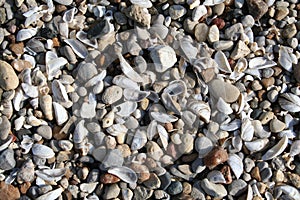 Sea Shells on Beach