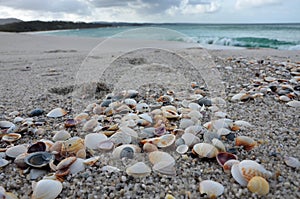 Sea shells at the beach