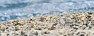 Sea shells in the beach sand, close up, texture.