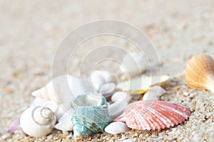 Sea shells on the beach sand white background.