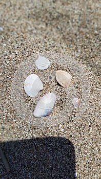 Sea shells at Beach