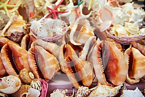 Sea shells and beach souvenirs