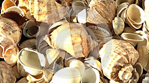 Sea shells on the beach. Summer background. Rapan shell. Beige light color. Aesthetic minimalism. Nature beauty.