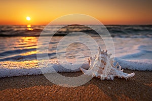 Sea shells on the beach at sunrise