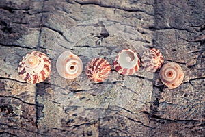 Sea shells beach travel tropical vintage background