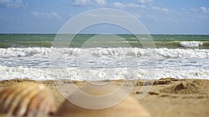 Sea shells on the beach