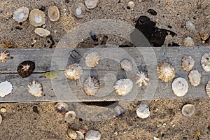 Sea shells on a bench an on a beach in Lanzarote, Spain