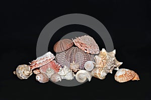 Sea Shells Black Background