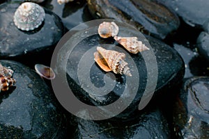 Sea shells on black stones 2