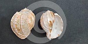 Sea shells with black textured background wallpaper,