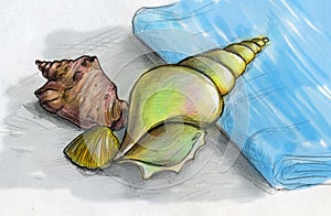 Sea shells on a blue towel