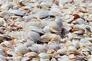 Wet sea shells on Bowman\'s Beach at Sanibel Island, Florida. photo