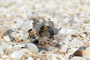 sea shells called mussels