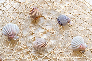 Sea shells and clams on mesh