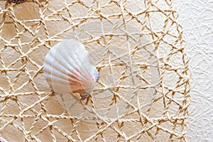 Sea shells and clams on mesh