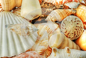 Sea shells in closeup