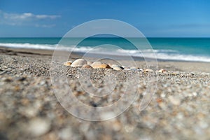 Sea shells and coarse sand of Florida shore