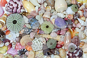 Sea shells collected on the coast of Costa Rica