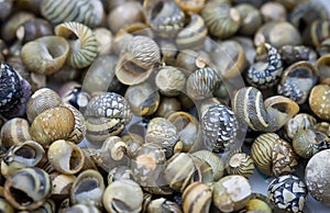 Sea shells collected on the coast of Thailand