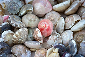 Sea shells collected on the coast of Thailand