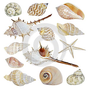 Sea shells collection