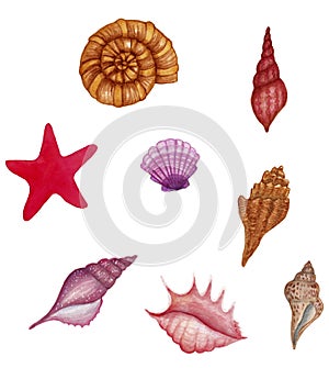 Sea shells collection isolated