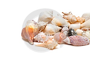 Sea shells collection isolated on white