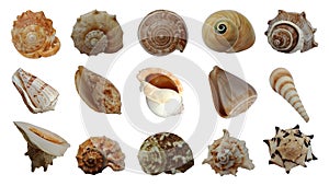 Sea shells collection isolated on white background.