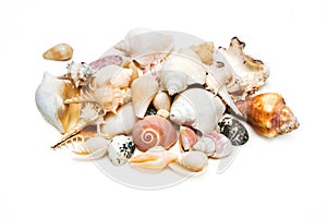 Sea shells collection isolated on white