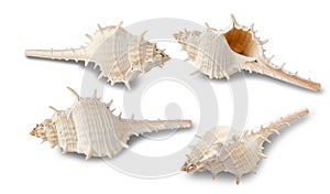 Sea shells collection isolated on white background with clipping path.