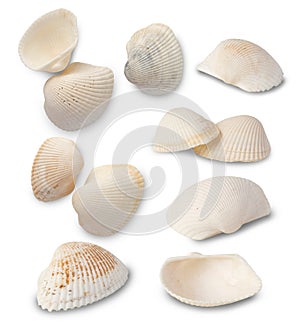 Sea shells collection isolated on white background with clipping path.
