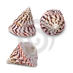 Sea shells collection isolated on white background with clipping path.