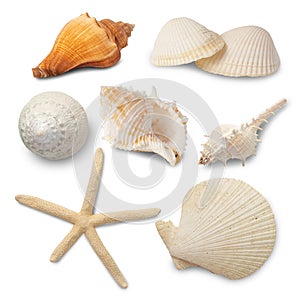 Sea shells collection isolated on white background with clipping path.