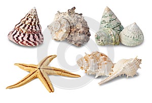 Sea shells collection isolated on white background with clipping path.