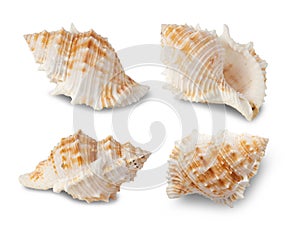 Sea shells collection isolated on white background with clipping path.
