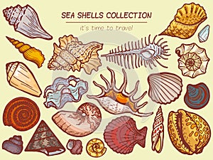 Sea shells collections icon, time to travel advertisement banner cartoon vector illustration. Explore ocean flora fauna