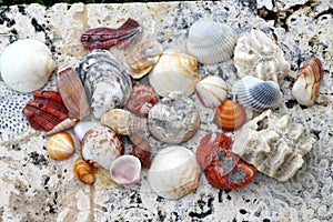 Sea Shells on coral