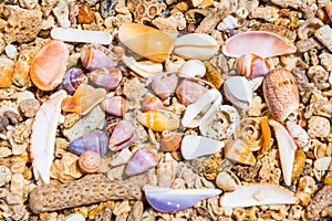 Sea shells at coral beach as background