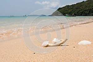 Sea shells and coral with sand as background