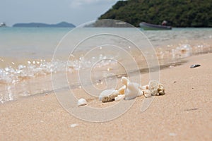 Sea shells and coral with sand as background