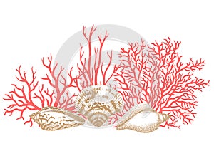 Sea shells and corals