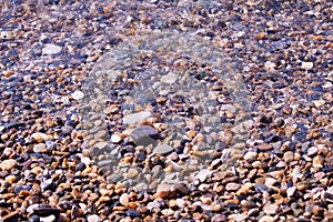 Sea shells, corals, pebble stones for background.