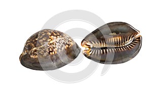 Sea shells cowry
