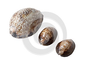 Sea shells cowry