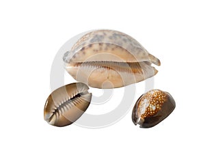 Sea shells cowry