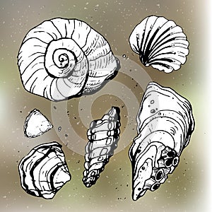 Sea shells decorative icons