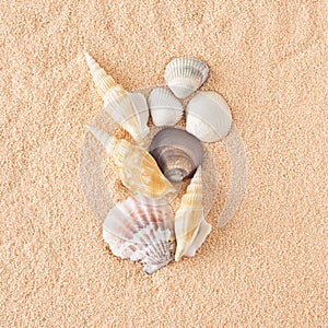 Sea shells of different shapes arranged on the sand. Minimum summer concept