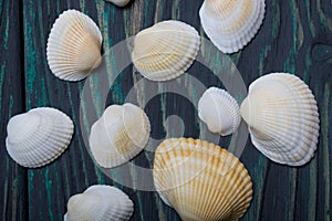 Sea shells of different shapes and sizes. On brushed pine boards painted black and green