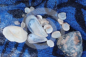 Sea shells of different sizes lie on a blue towel on the beach
